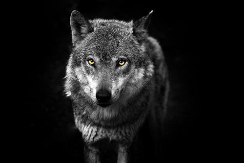 Wolf - uit het donker