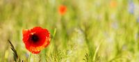 Poppy blossom panorama