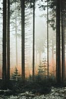 Nevel door het bos.