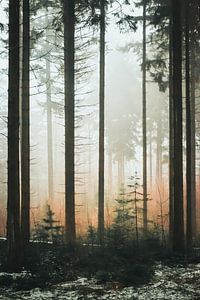 Nevel door het bos.