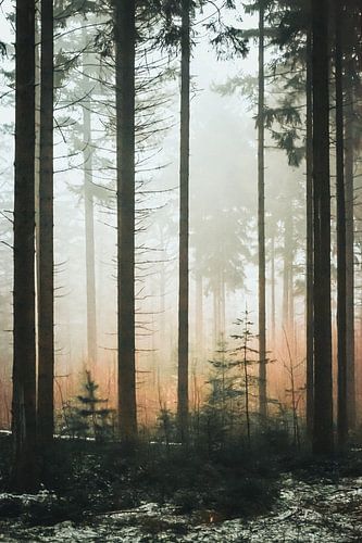 Nevel door het bos. van Karel Pops