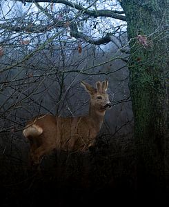 Reebokje von arnemoonsfotografie