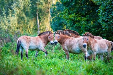 Wilde Przewalskipaarden (Equus ferus przewalskii) van Lieuwe J. Zander