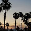 Palmbomen in Palm Springs tijdens zonsondergang van Ricardo Bouman