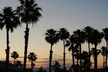 Palmbomen in Palm Springs tijdens zonsondergang van Ricardo Bouman