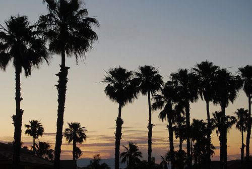 Palm trees in Palm Springs during sunset