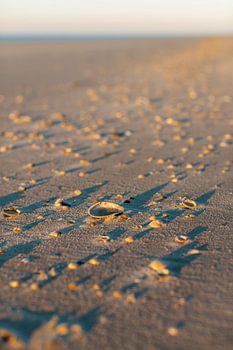 Schiermonnikoog - Schelpengordel