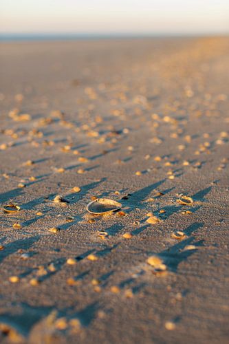 Schiermonnikoog - Ceinture de coquillages