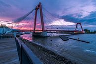 Morningglory Rotterdam van AdV Photography thumbnail