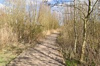 Wandelpad in de natuur