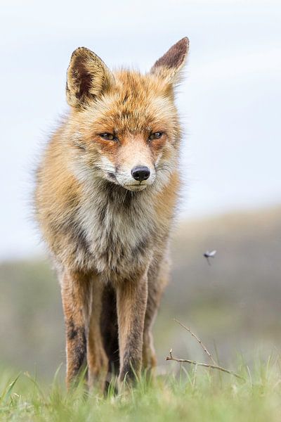  Schöner Fuchs sieht eine Fliege von William Linders