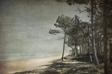 Shade of the pines