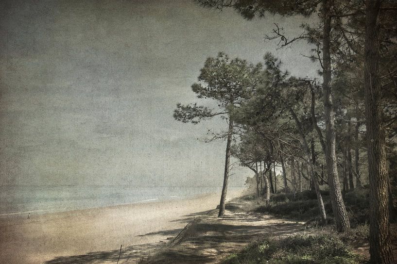 Shade of the pines by Dan Courtice