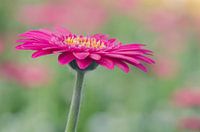 Pink gerbera