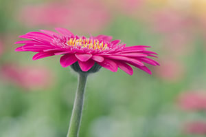 Pink gerbera