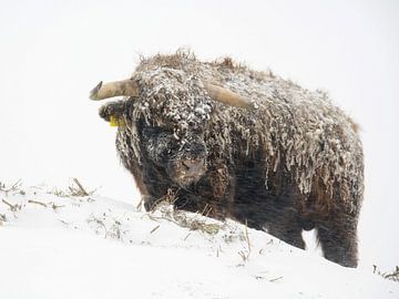 Schottischer Highlander im Schnee von Dirk van Egmond