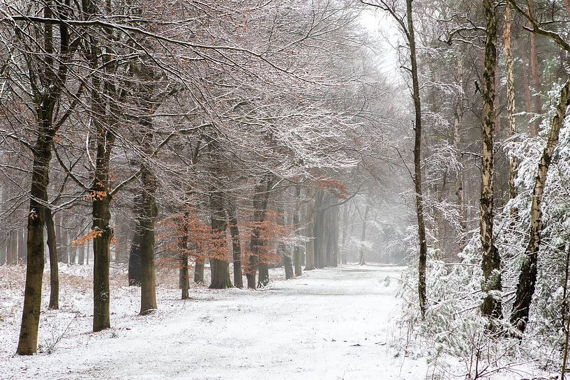 Winter landscape in the Netherlands on the Utrecht Hill Ridge by Peter Haastrecht, van