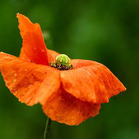 Tautropfen auf Mohn von Floris van Woudenberg