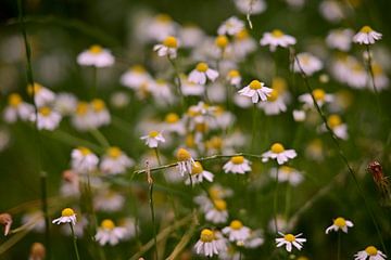 Chamomile close-up by Jurjen Melinga