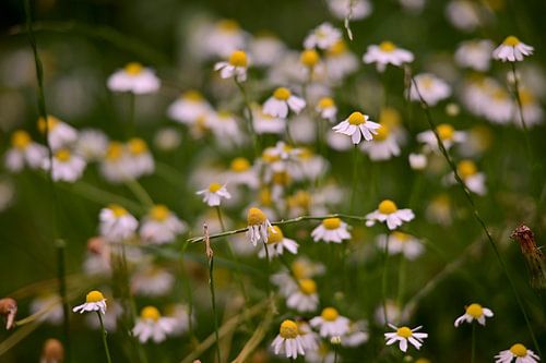 Camomille en gros plan