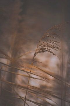 Riet dat danst in de wind. van Robby's fotografie