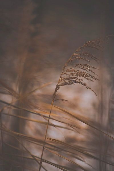 Reeds dancing in the wind. by Robby's fotografie