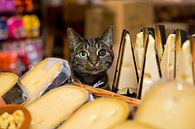 Fromagerie du chat domestique par Robert van Willigenburg Aperçu