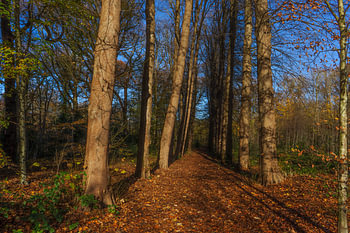 Heilooërbos, Herbstfarben in den Wäldern.