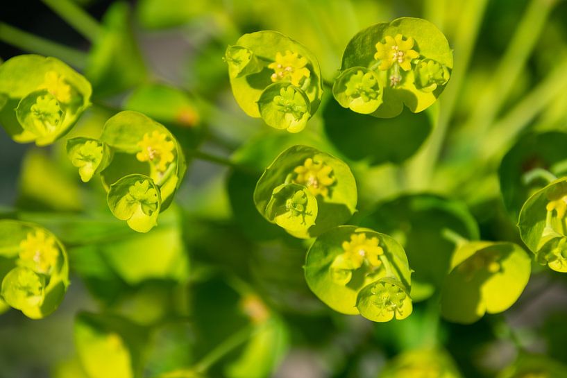 Fleurs par Valerie Vlaeminck