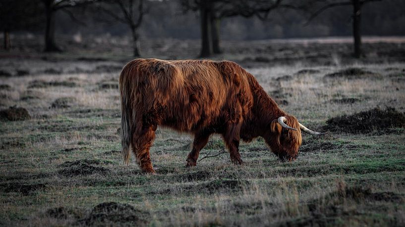 Scottish Highlander by AciPhotography