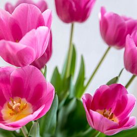 Tulipes roses en vase sur ProPhoto Pictures