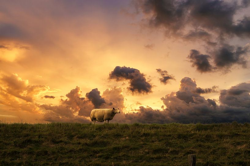 Moutons au coucher du soleil Strijen par Arjen Roos