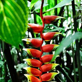 Heliconia, tropische uitstraling midden in de jungle van Frank Photos