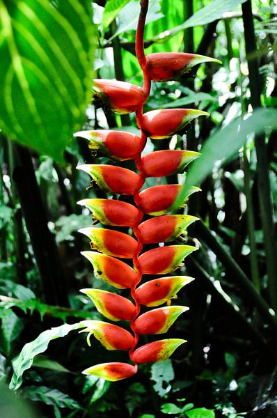 Heliconia, tropical radiance in the middle of the jungle by Frank Photos