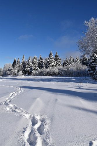 Voetafdrukken in de sneeuw