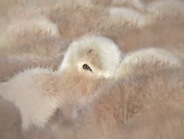 Little brother is watching me van Maickel Dedeken