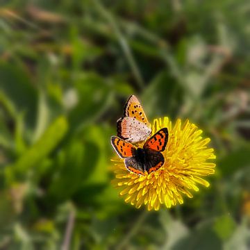 Dancing fireflies on a Dandelion by Z6Focus