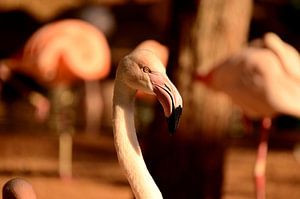 Flamant au Brésil
