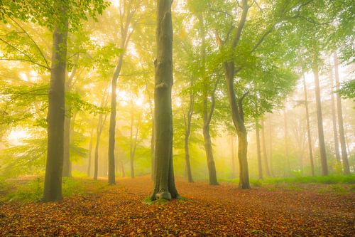 Sfeervol bospad in de herfst met mist in de lucht