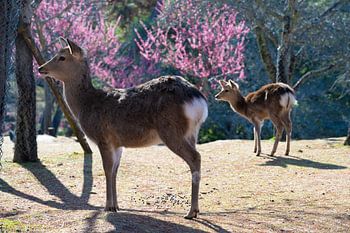 Moments de printemps à Nara, Japon - Cerfs et fleurs