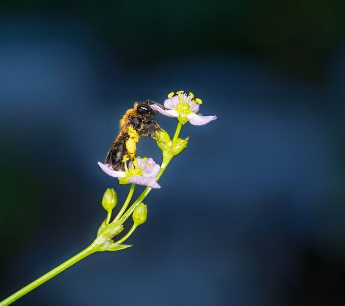 Wildbiene auf einer Froschlöffel Blüte von ManfredFotos