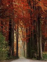 Autumn in the Speulderbos