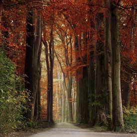 Autumn in the Speulderbos by Michelle Coppiens