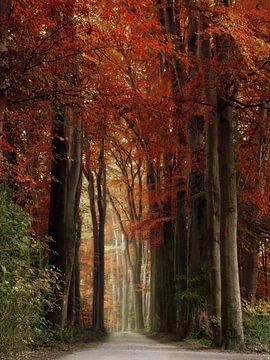 Herbst in den Speulderbos von Michelle Coppiens