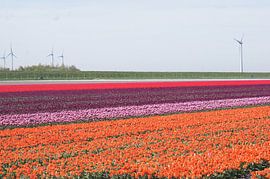 Buntes Feld mit Tulpen von Mees van der Wiel