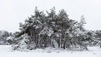 Winterlandschap met besneeuwde dennen van Dick Doorduin thumbnail