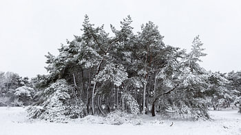 Winterlandschap met besneeuwde dennen