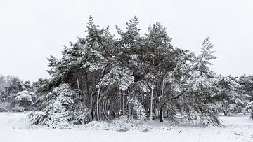 Winterlandschap met besneeuwde dennen van Dick Doorduin