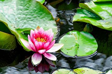 A water lily by Leopold Brix