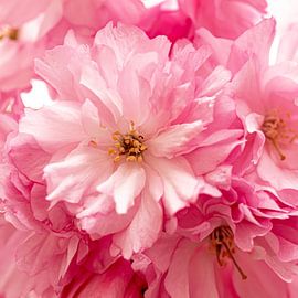 Kirschblüte mit Samen